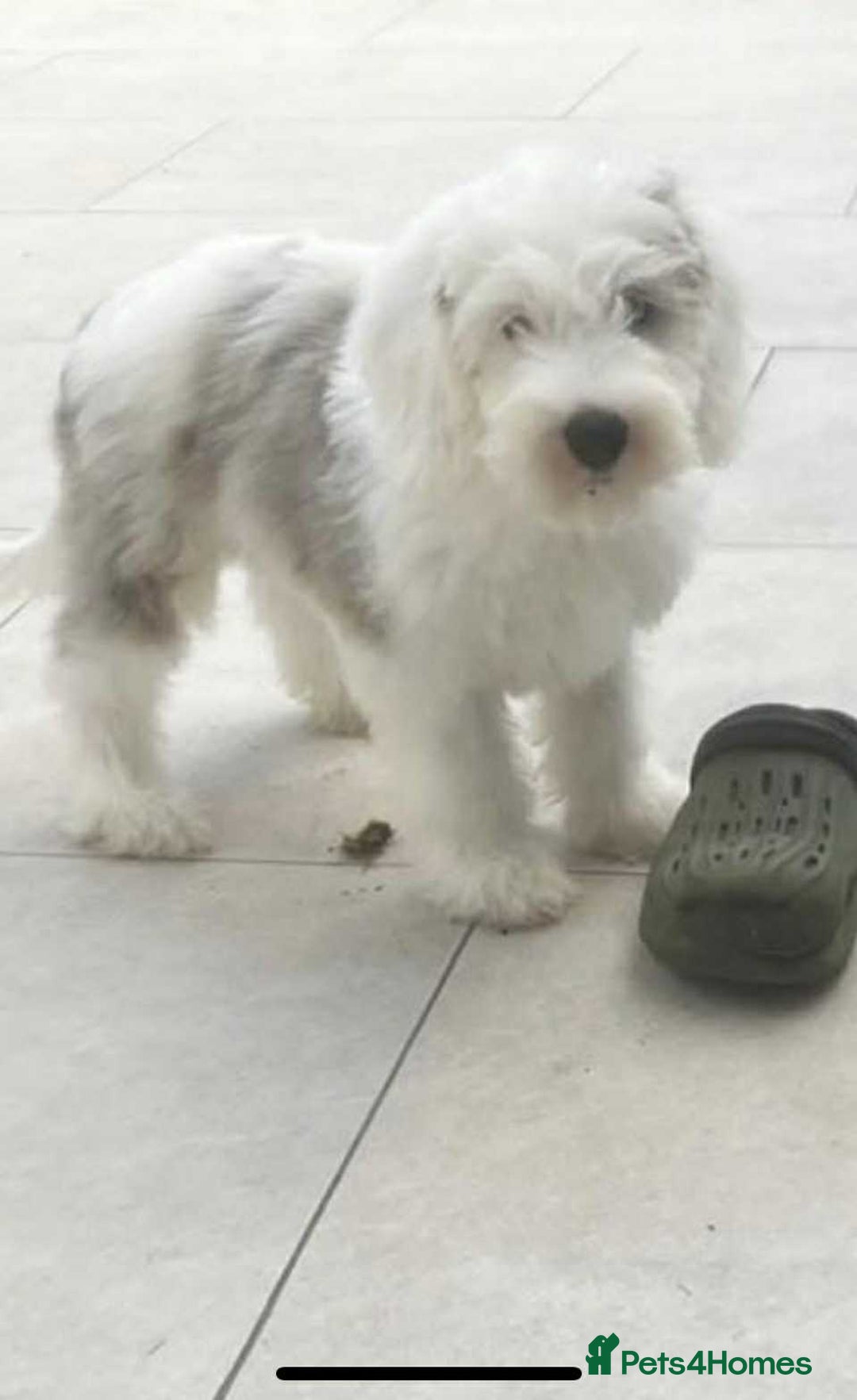 Sheepadoodle dogs for sale: unique midi sheepadoodle babies - Image 15