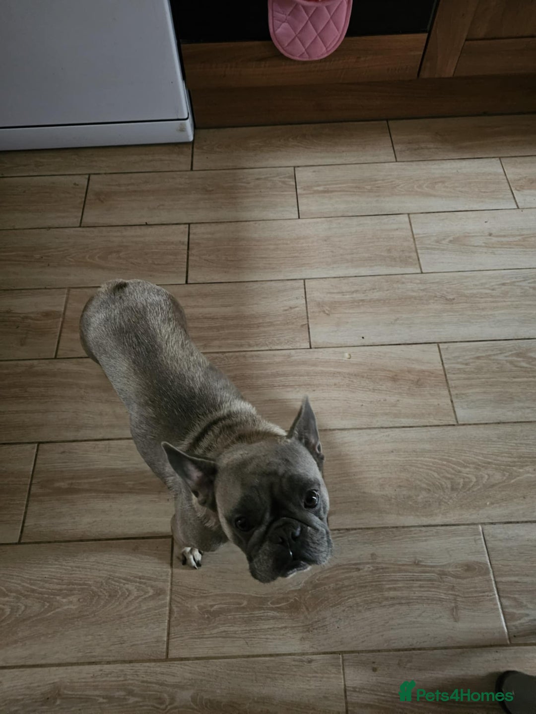 French Bulldog dogs for sale: 6 Month Old French Bulldog Looking for a Home - Advert 9