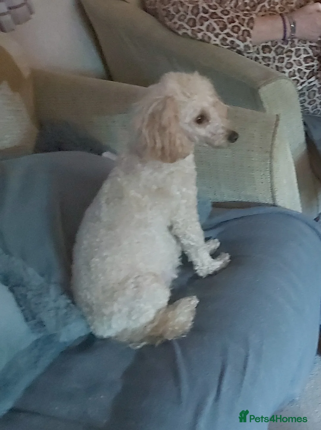 Toy Poodle dogs for sale: 7 toy poodle pups  in Chelmsford - Advert 1