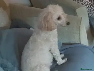 Toy Poodle dogs 7 toy poodle pups - Advert 17