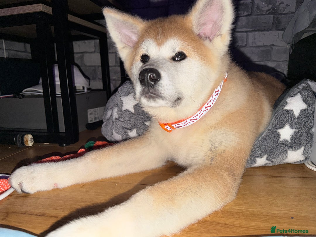 Japanese Akita Inu dogs for sale: Japanese Akita Puppy 10 Weeks Old - Advert 2
