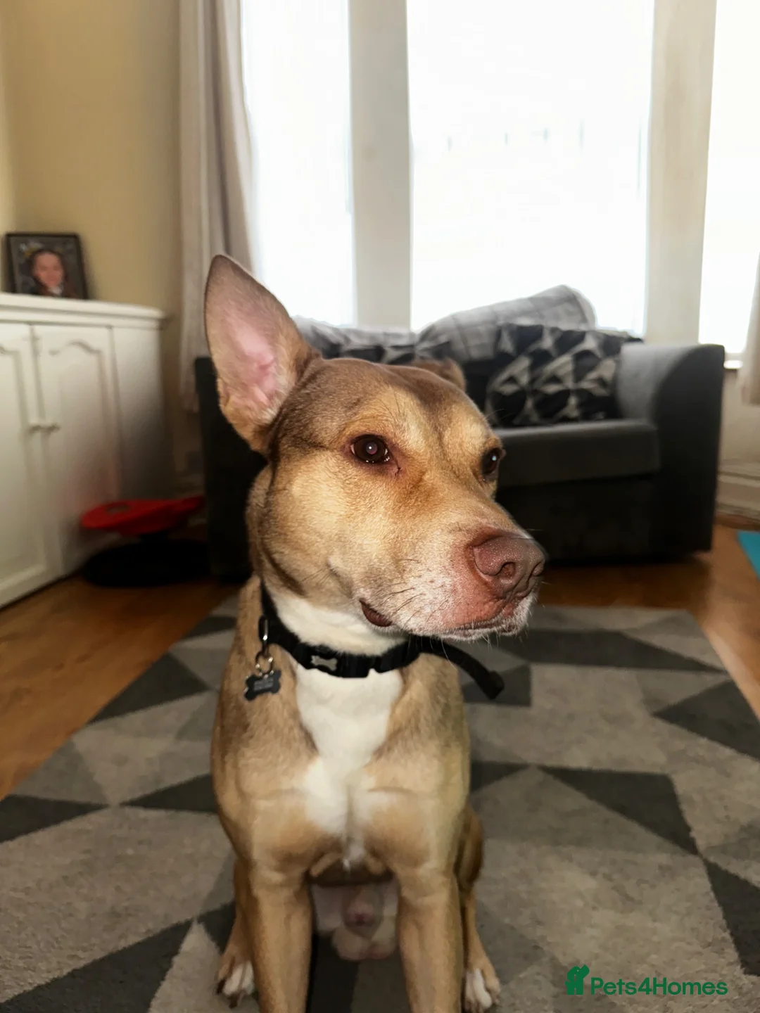 Mixed Breed dogs for sale: Staff cross bread in Liverpool - Advert 2