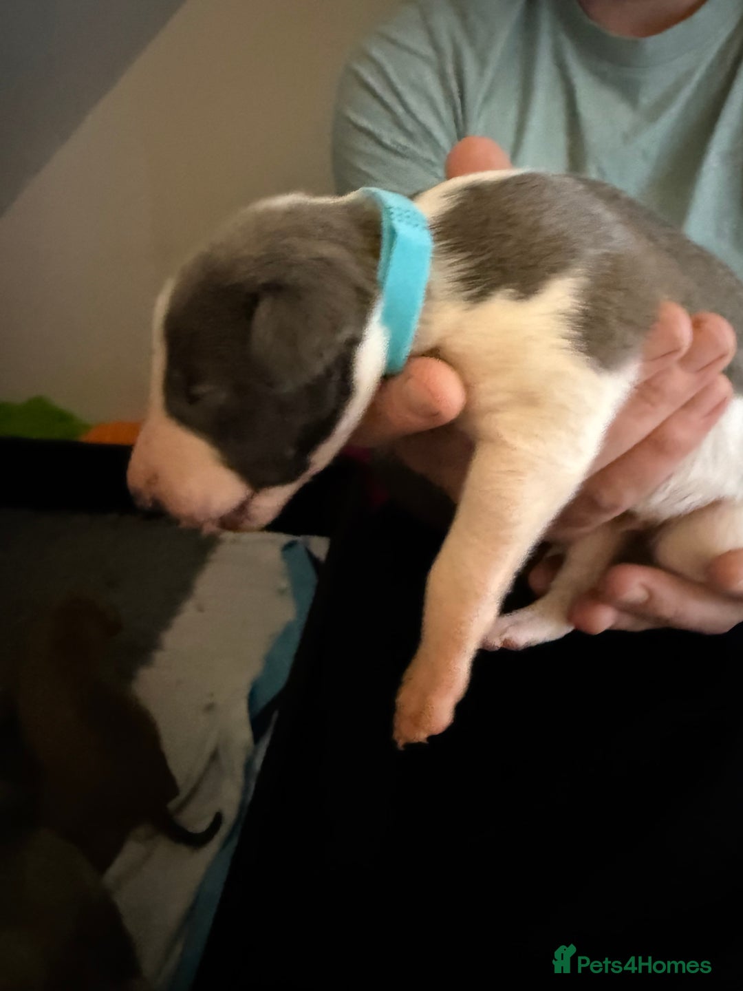 Whippet dogs for sale: Beautiful pedigree whippet puppies - Cornwall - Advert 8