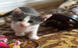 Oriental cats for sale: Ready now! Beautiful oriental mix kittens  - Image 13