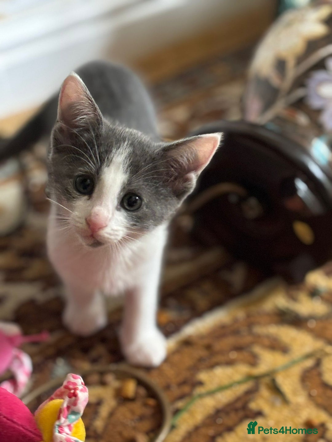 Oriental cats for sale: Ready now! Beautiful oriental mix kittens  - Image 13