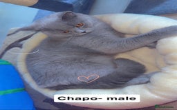 British Shorthair cats for sale: British short hair Cats - Advert 13