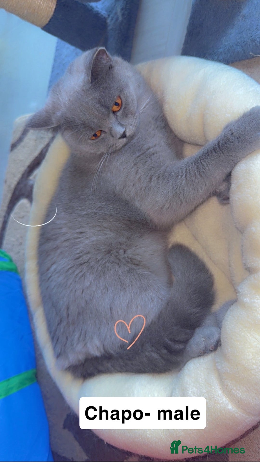 British Shorthair cats for sale: British short hair Cats - Advert 13