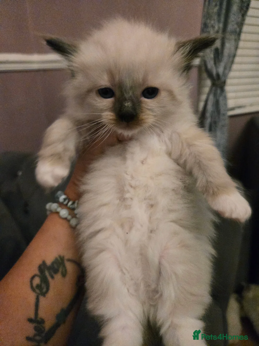 Ragdoll cats for sale: Seven gorgeous purebred ragdoll mitted kittens  - Advert 19