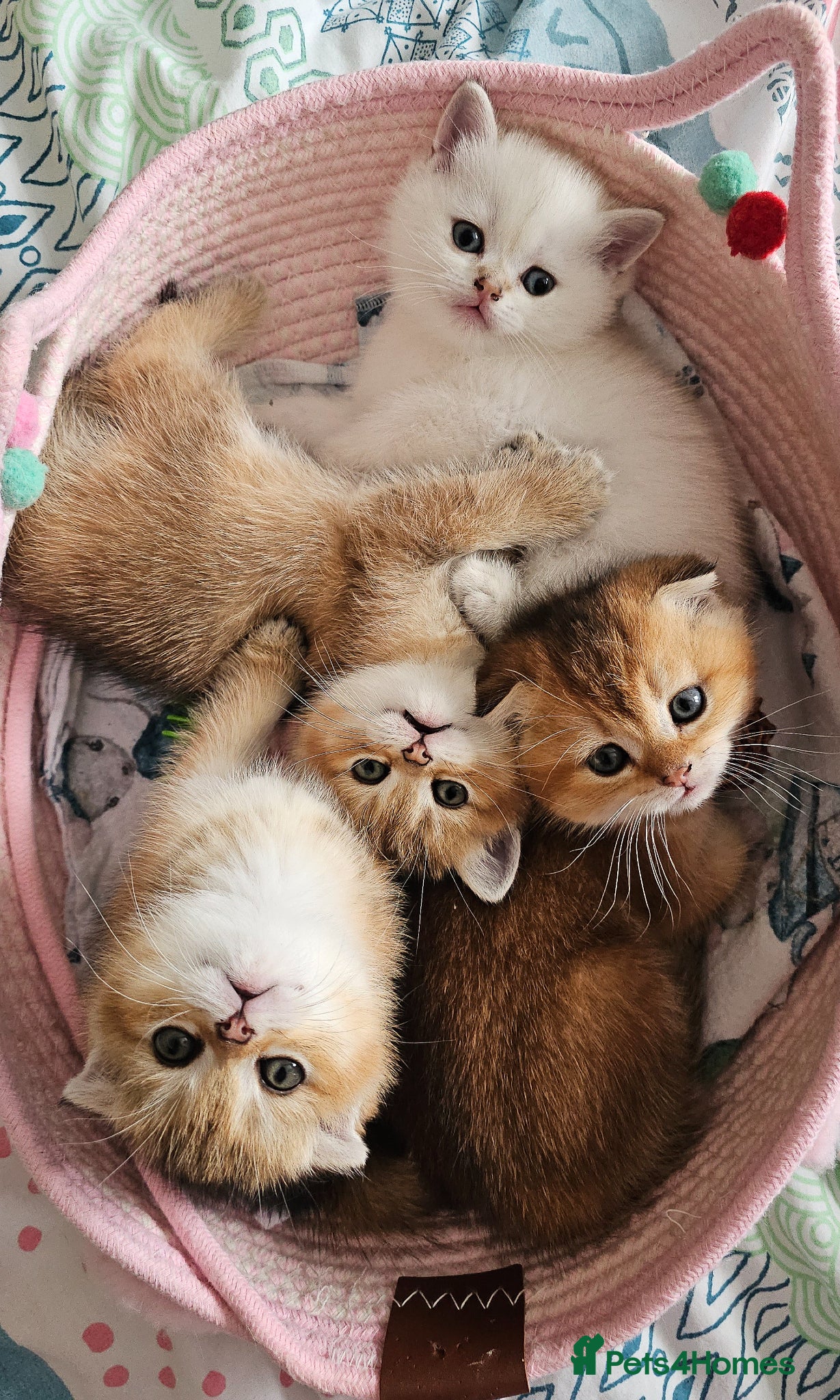 Scottish Fold cats Pedigree SF kittens😻READY FOR RESERVATION - Advert 13
