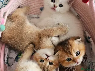 Scottish Fold cats Pedigree SF kittens😻READY FOR RESERVATION - Advert 14
