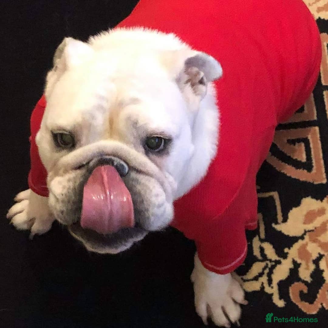 English Bulldog dogs for sale: English Bulldog Looking For New Home  - Advert 6