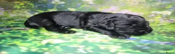 Mixed Breed dogs for sale: Field spaniel cross puppies kc Activity registered in Irvine - Advert 16