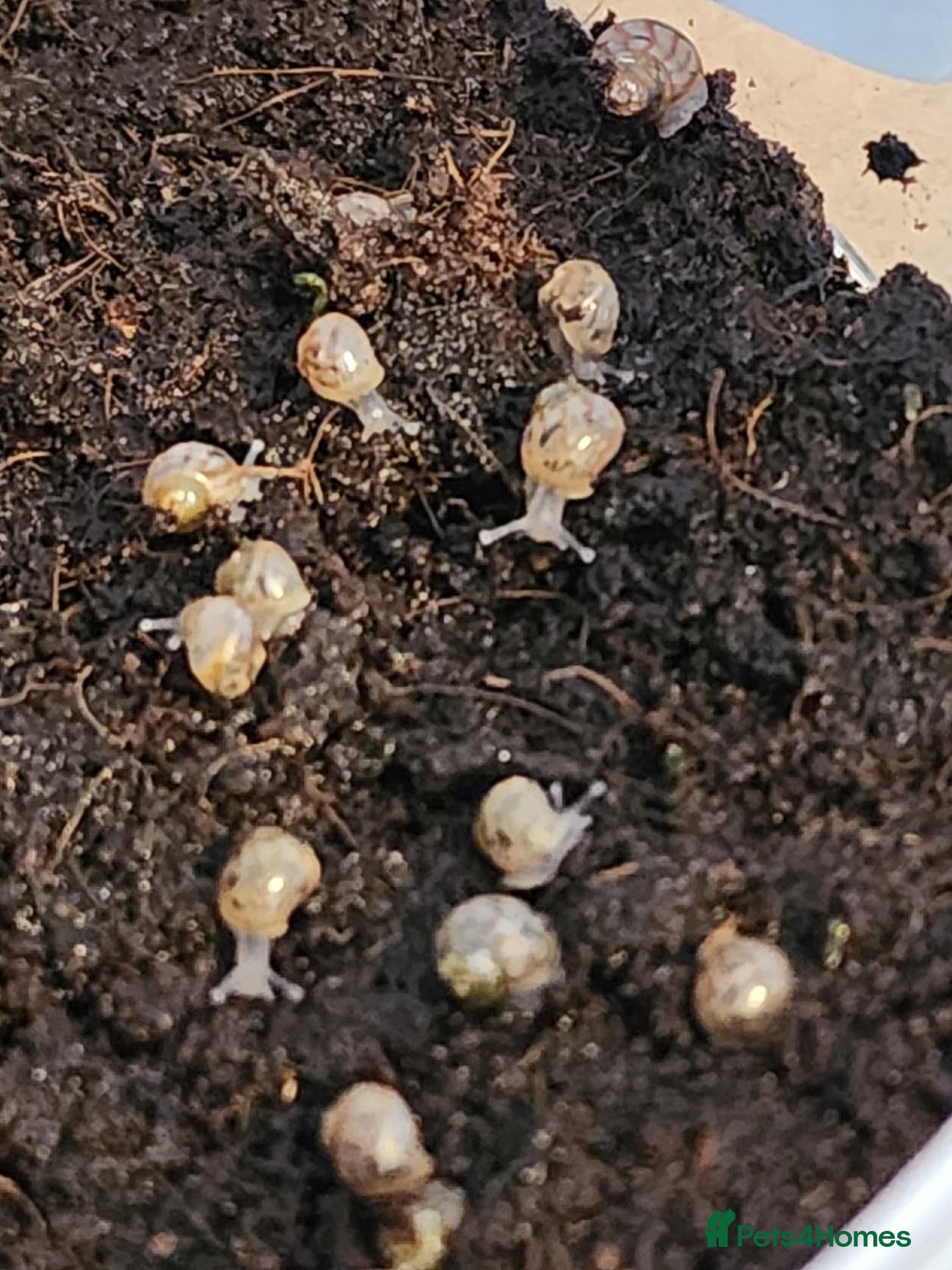 Snails invertebrates Baby Giant African land snails  - Advert 12