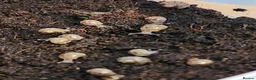Snails invertebrates for sale: Baby Giant African land snails  in Crowborough - Advert 1