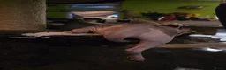 Sphynx cats for sale: Beautiful pedigree sphynx kitten HCM clear parents - Advert 5