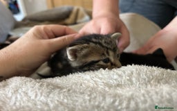 Bengal cats for sale: 3 Bengal mix kittens  - Image 5