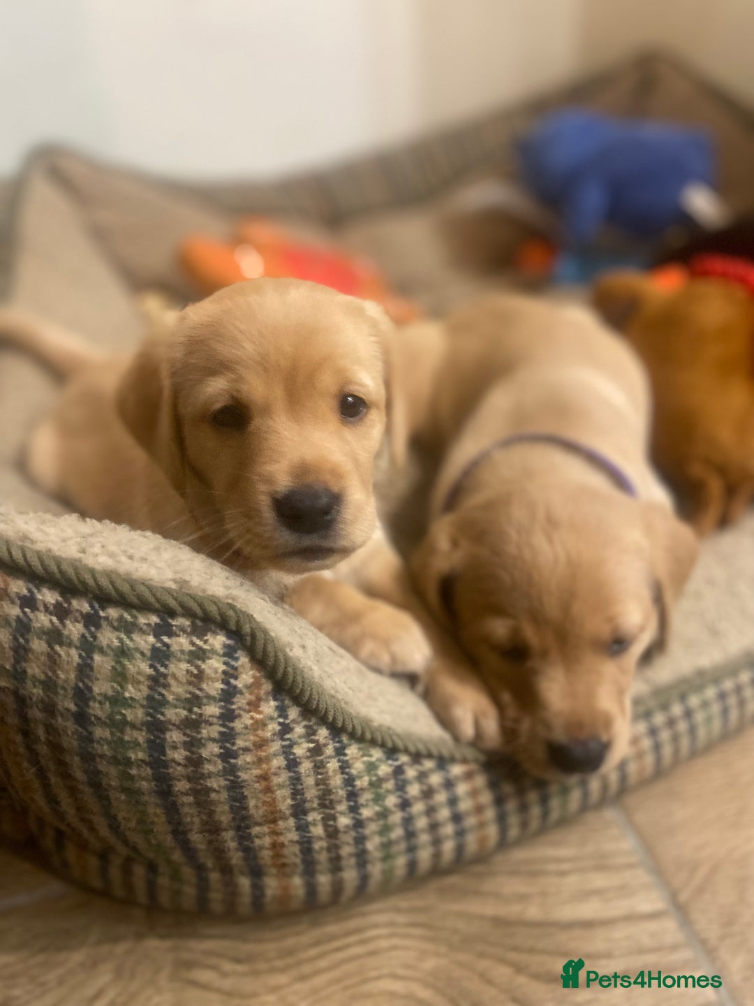 Labrador Retriever dogs for sale: Gorgeous Working Labrador puppies  - Advert 12