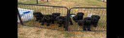 Labrador Retriever dogs for sale: Show Labrador puppies  in Sevenoaks - Advert 9