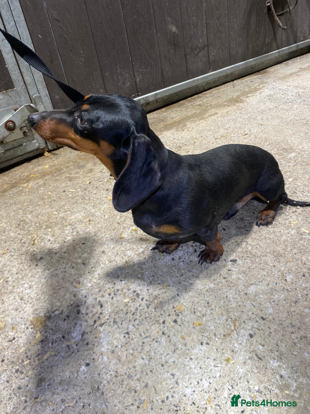Miniature Dachshund dogs for sale: 1yo Miniature Dachshund - Advert 21