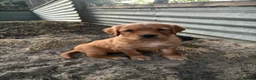 Golden Retriever dogs for sale: Beautiful dark golden retriever puppies - Advert 4