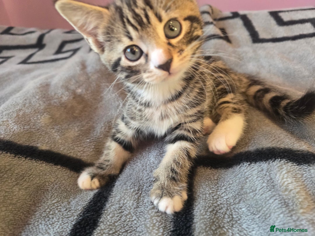 Domestic Shorthair cats for sale: Tabby Cuddly kittens- microchip+1st vaccination  - Image 5