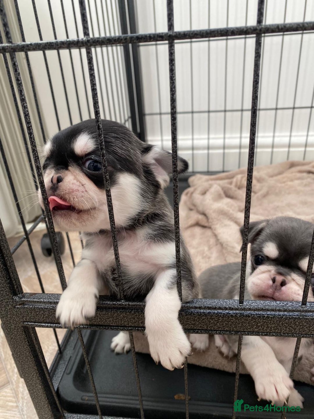 Pug dogs for sale: Puppy pugs! - Advert 10