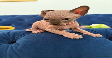 Sphynx cats - Advert 2