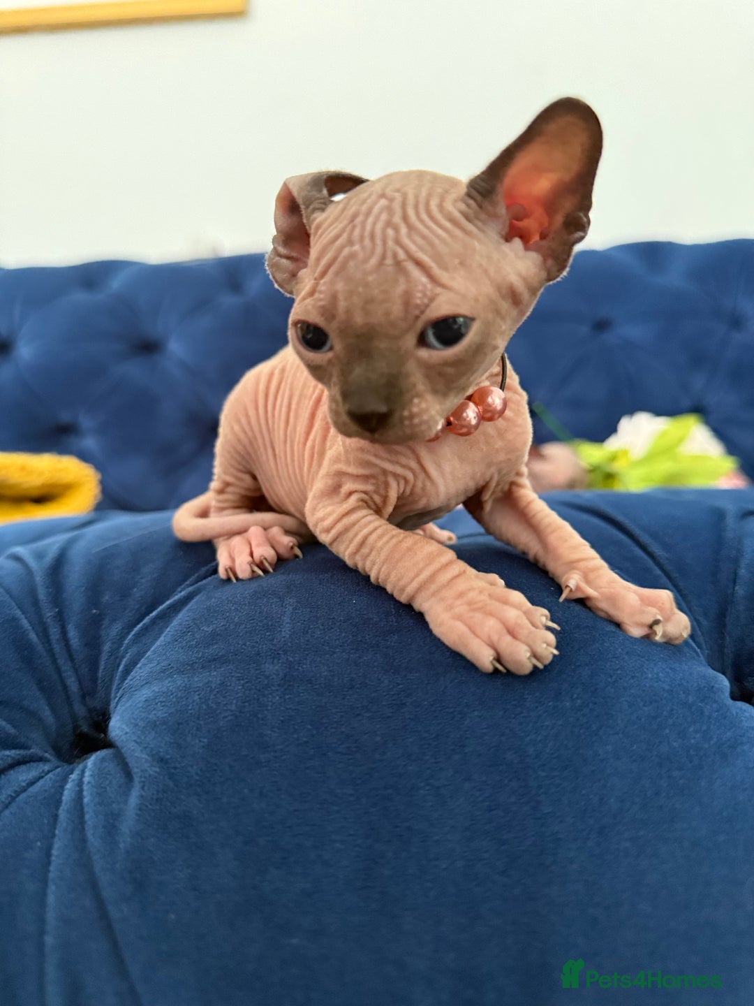 Sphynx cats for sale: TICA Adorable Kittens❤️Parents HCM Clear  - Image 5