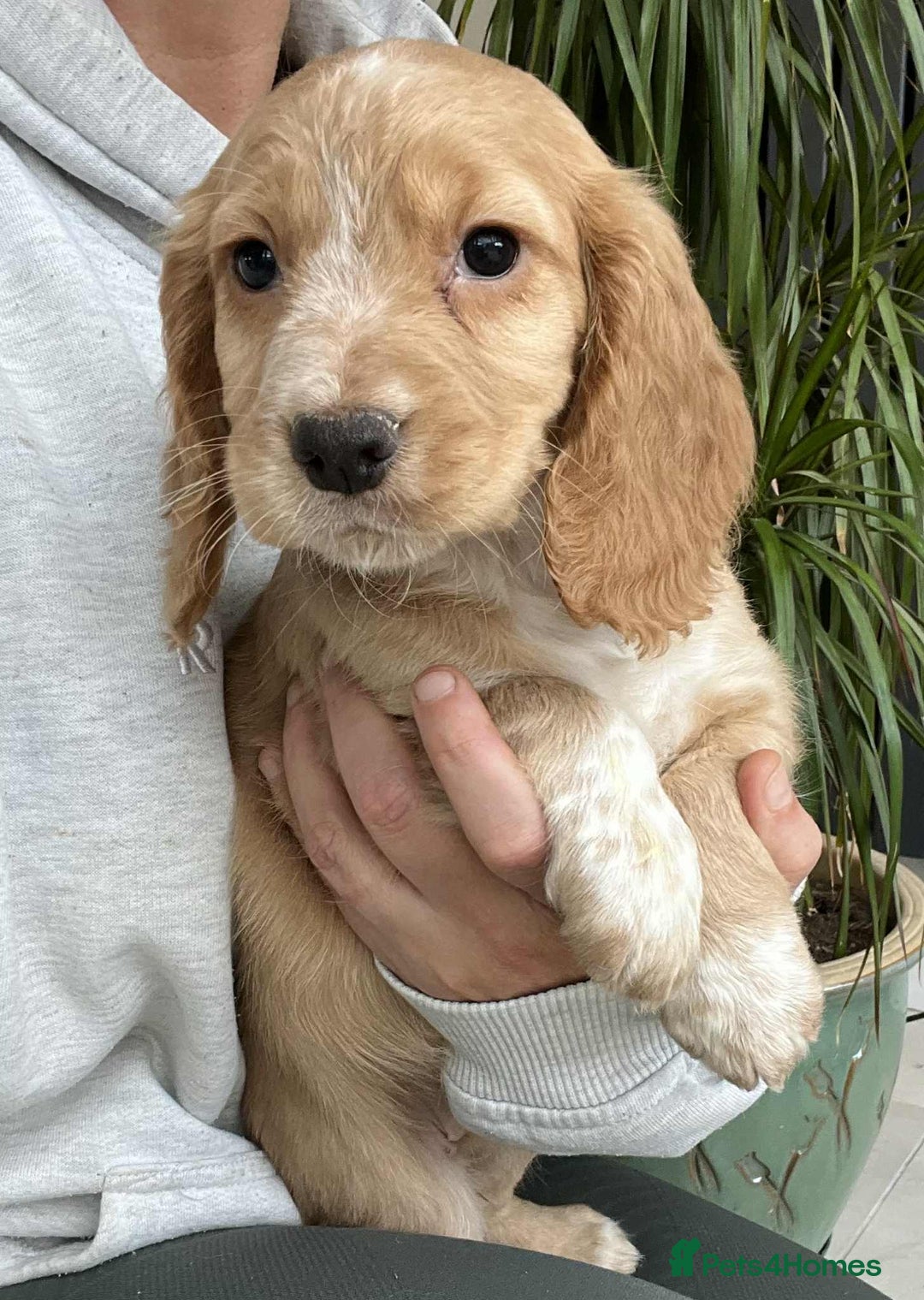 Cocker Spaniel dogs for sale: Beautiful Red Cocker Spaniel Puppies - Image 7