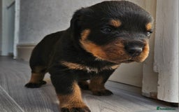 Rottweiler dogs for sale: Absolutely gorgeous rottweiler puppies - Image 9