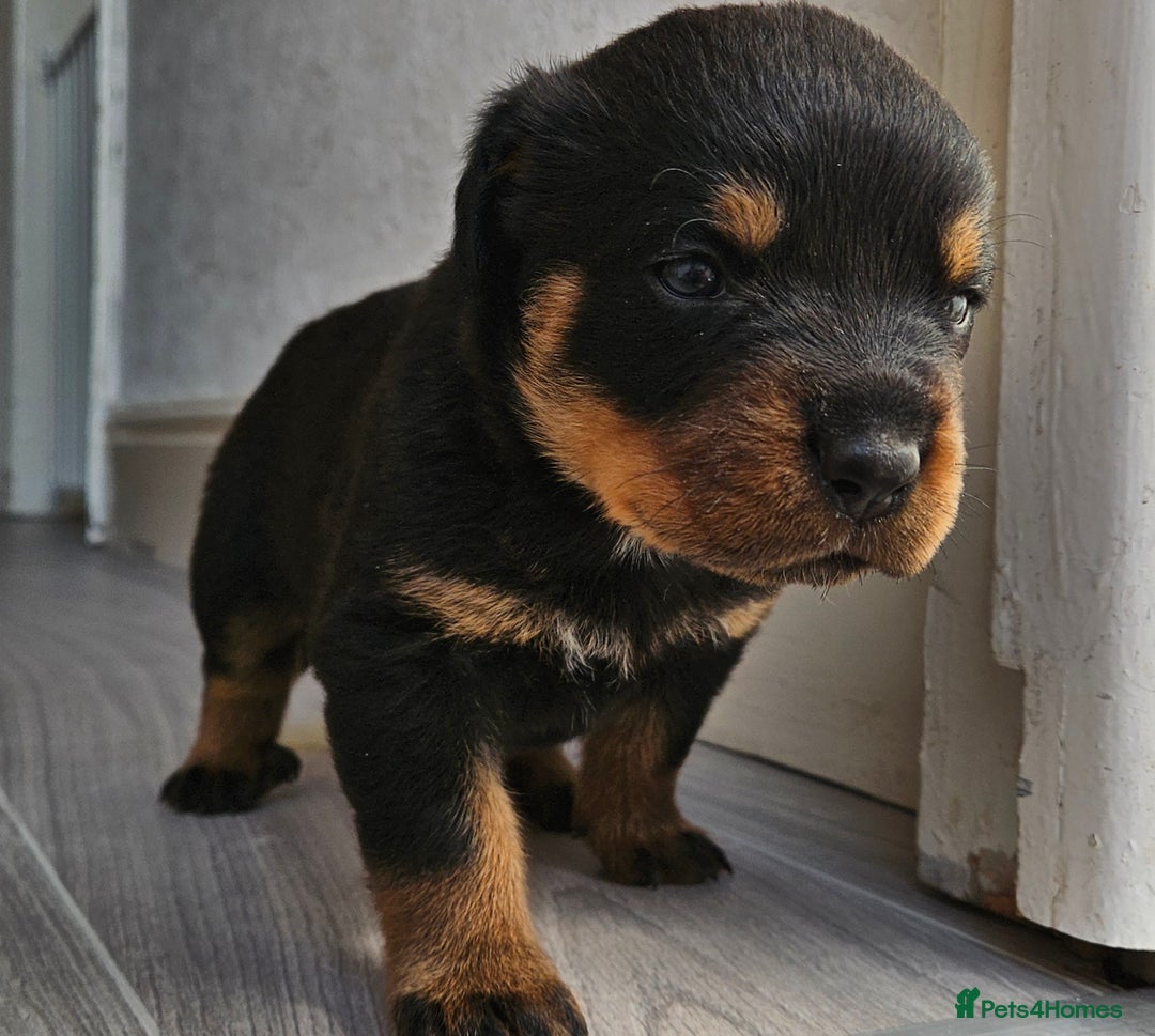 Rottweiler dogs for sale: Absolutely gorgeous rottweiler puppies - Image 9