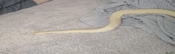 Python Snake reptiles for sale: Banana ball python pin stripe - Advert 5