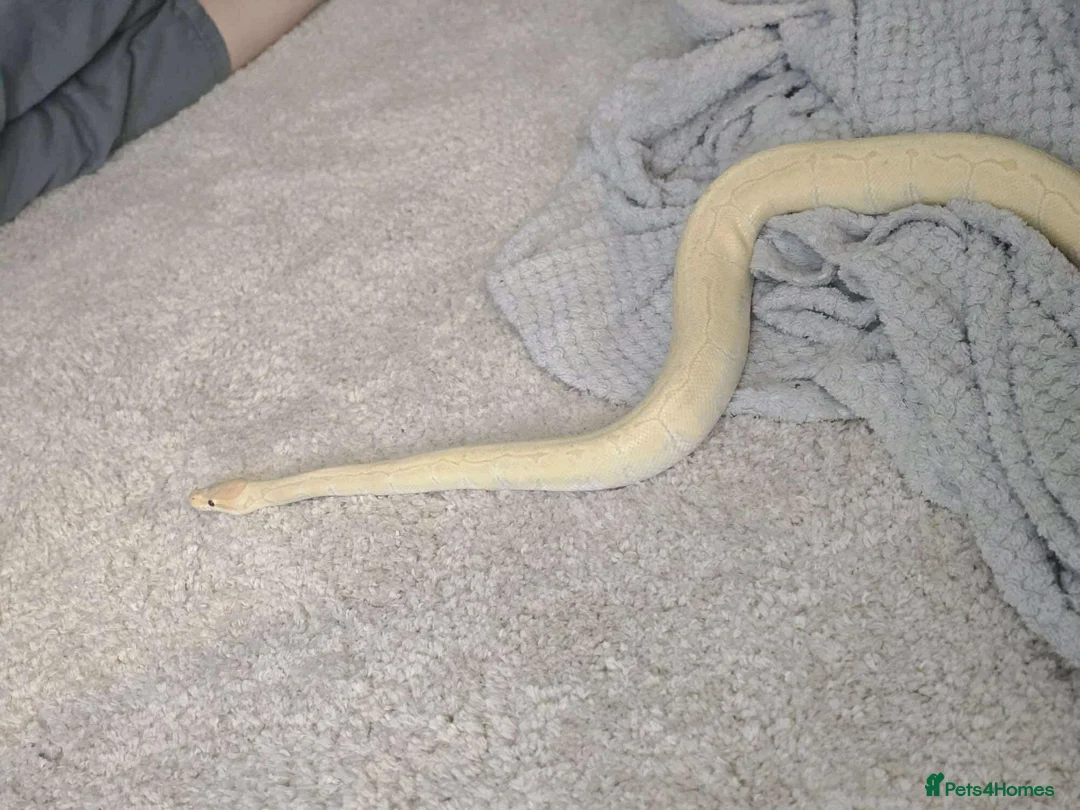 Python Snake reptiles for sale: Banana ball python pin stripe - Advert 5