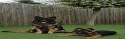 German Shepherd dogs for sale: SABLE LONG COAT GSD 10 MONTHS OLD  - Advert 2