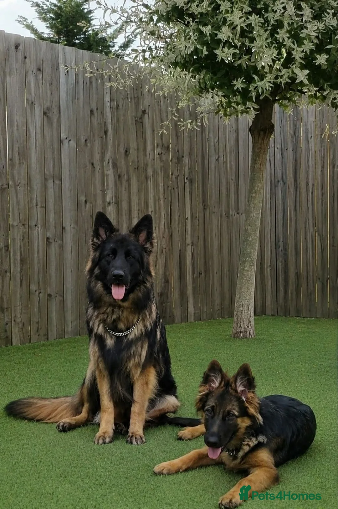 German Shepherd dogs for sale: SABLE LONG COAT GSD 10 MONTHS OLD  - Advert 2