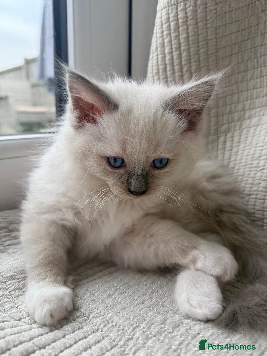 Ragdoll cats for sale: Adorable Pedigree Ragdoll Kittens Available 🐾 - Image 10