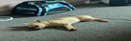 Chihuahua dogs for sale: 🐾 LOVING FOREVER HOME WANTED FOR SOBY 🐾 in Coventry - Advert 5