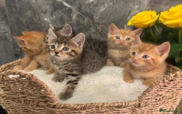 Mixed Breed cats for sale: Beautiful kittens  - Image 18