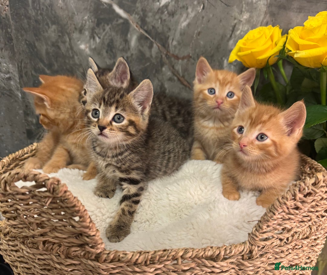 Mixed Breed cats for sale: Beautiful kittens  - Image 18