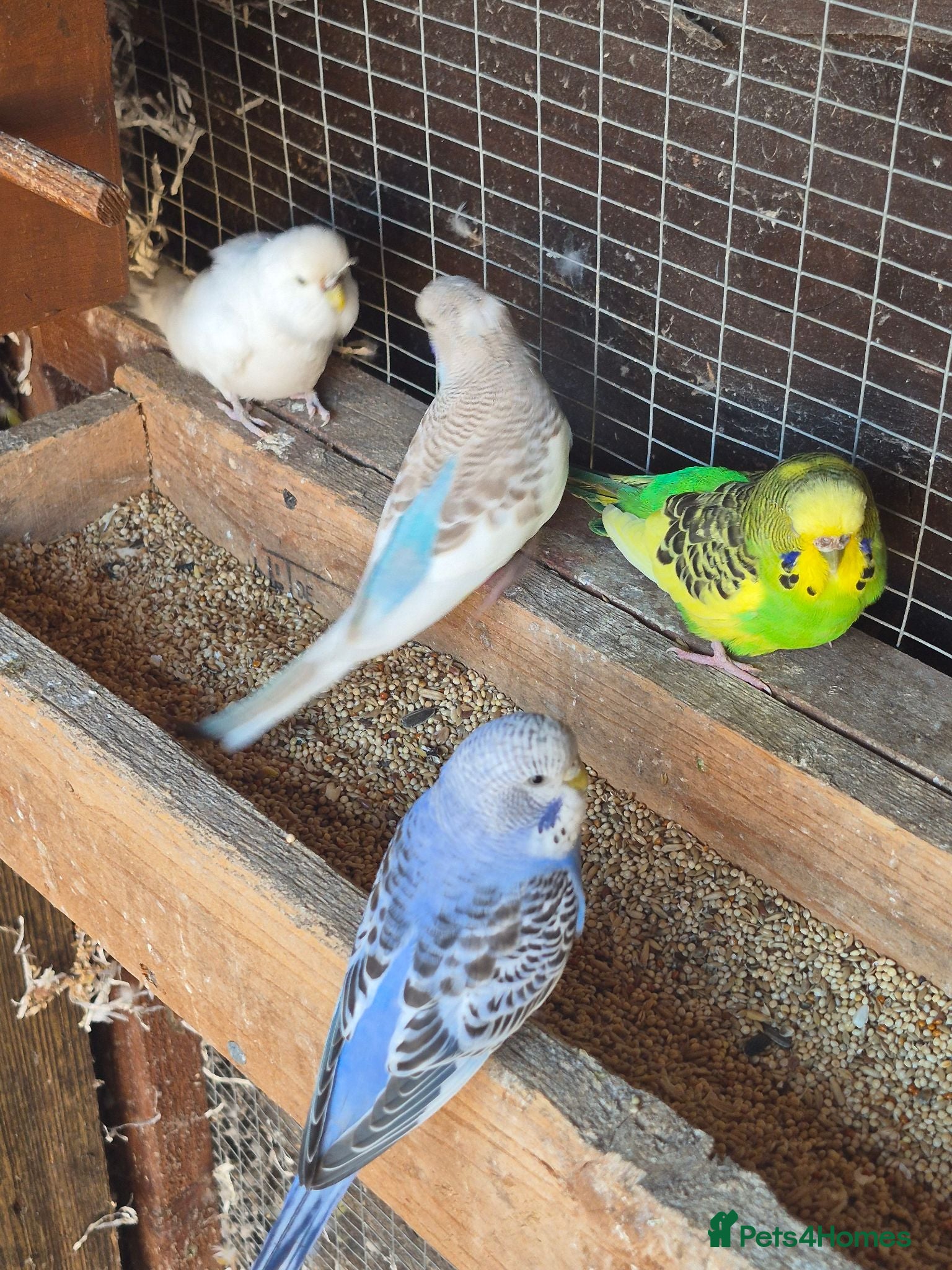 Budgerigars birds Baby budgies  - Advert 2