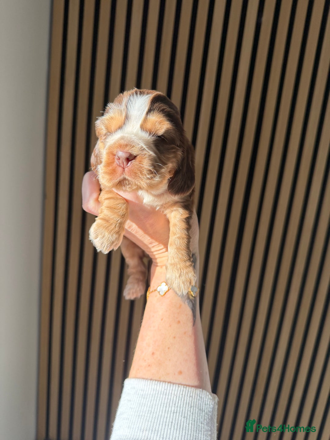 Cocker Spaniel dogs for sale: 🐶Rizi Bizi 🐶🐾 full pedigree show spaniels🐾  - Advert 3