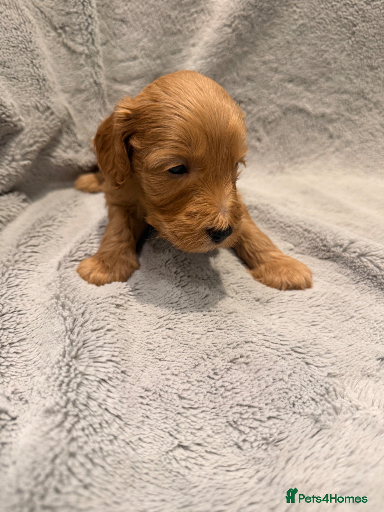 Australian Labradoodle dogs 8 Gorgeous Australian labradoodle puppies - Advert 2