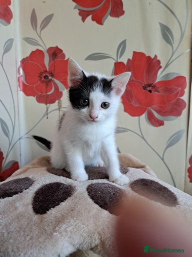 Gallery Image {{count}}