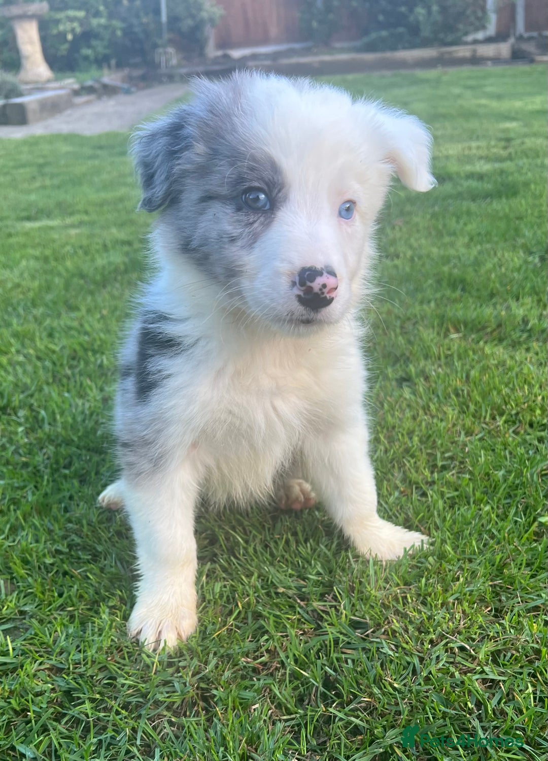 Border Collie dogs for sale: Border Collies READY NOW - Image 8