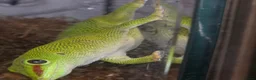 Gecko reptiles for sale: giant Madagascan day Gecko - Advert 4