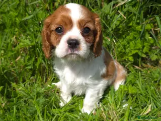 Cavalier King Charles Spaniel dogs * DNA TESTED CLEAR PUPPIES * - Advert 9