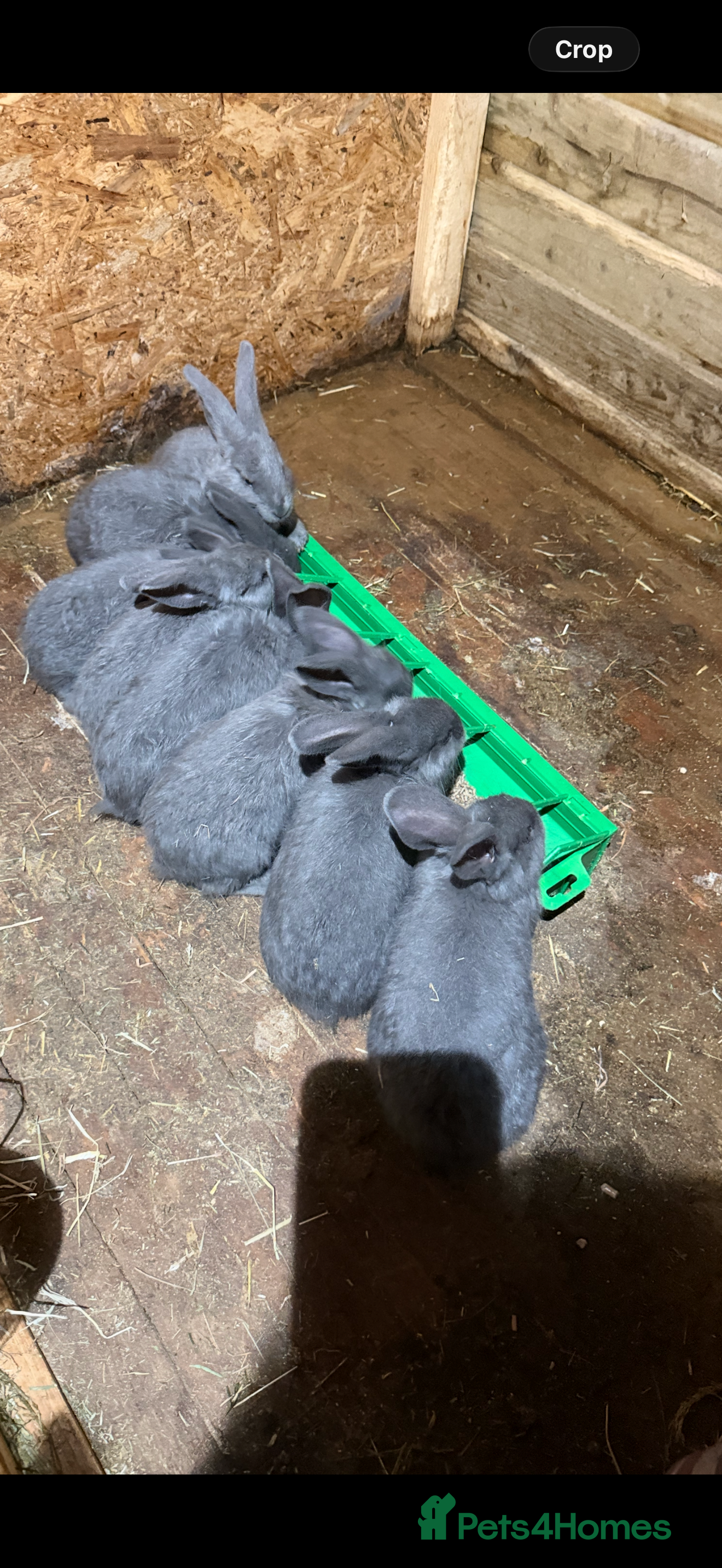 Continental Giant rabbits Giant continentals - Advert 2