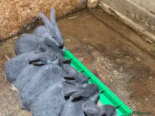 Continental Giant rabbits Giant continentals - Advert 2