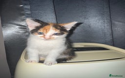 American Shorthair cats for sale: Miss diva - Image 3
