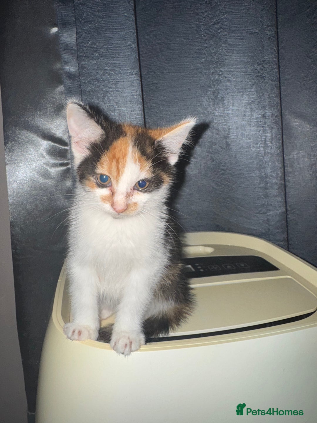 American Shorthair cats for sale: Miss diva - Image 3